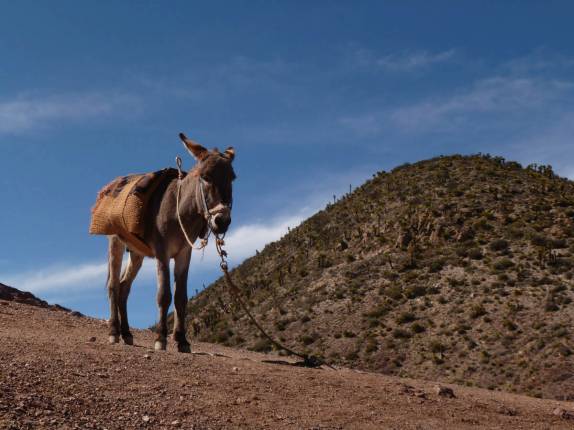 Um burrito aguarda enquanto seus clientes sobem o El Quemado, montanha sagrada próxima de Real de Catorze, Pueblo Mágico ao norte do México